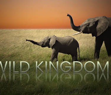 Wild Kingdoms