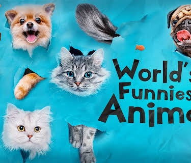 World's Funniest Animals