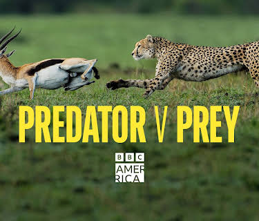Predator v Prey, Season 1