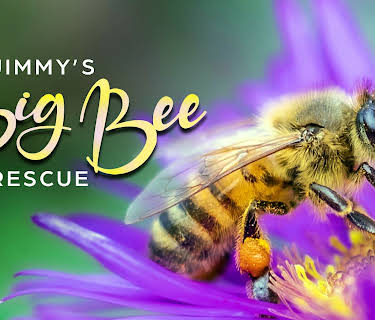 Jimmy39s Big Bee Rescue