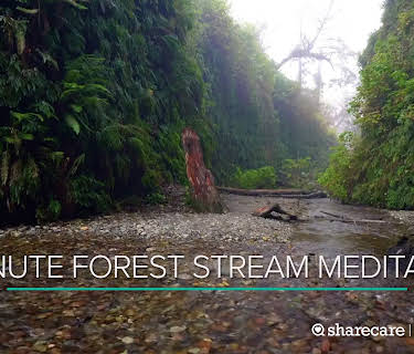 15 Minute Forest Stream Meditation