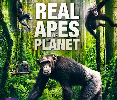 Real Apes of the Planet