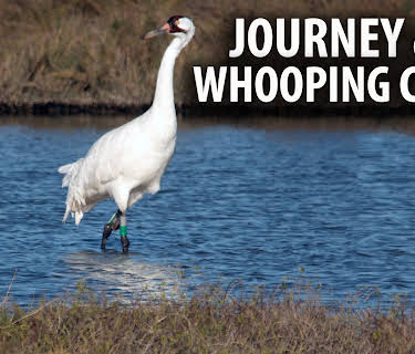 Journey of the Whooping Crane (2018)
