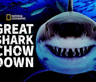 Great Shark Chow Down (2019)