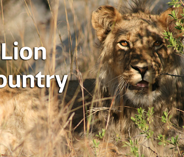 Lion Country
