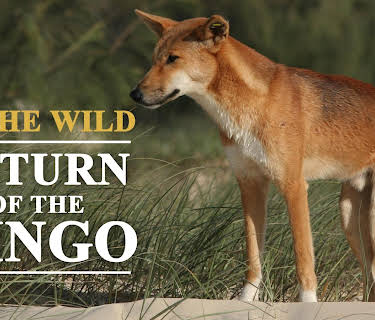 In the Wild Return of the Dingo (2018)
