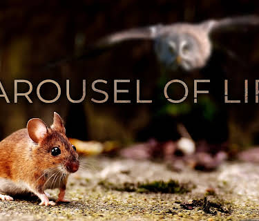 Carousel of Life (2014)