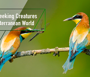 Sun-Seeking Creatures - A Mediterranean World (2018)