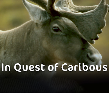 In Quest of Caribous (2020)