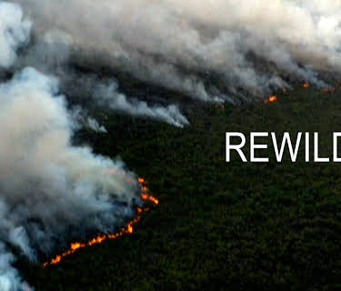 Rewild (2022)