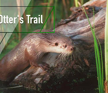 The Otter's Trail (1998)