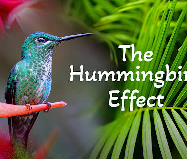 The Hummingbird Effect