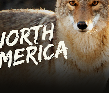 North America Season 1