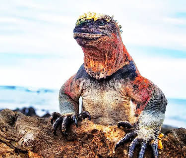 Vanishing Dragons Of The Galapagos (2022)
