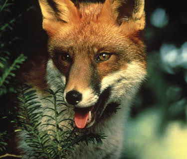 The Belstone Fox (1973)