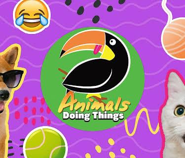 Animals Doing Things