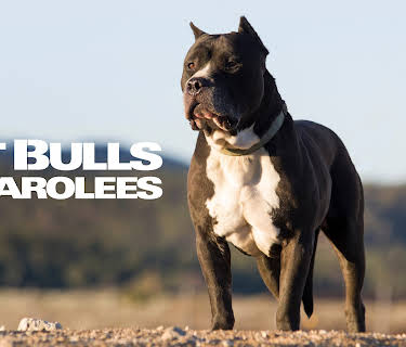 Pit Bulls & Parolees