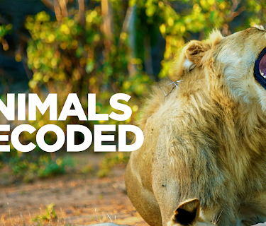 Animals Decoded