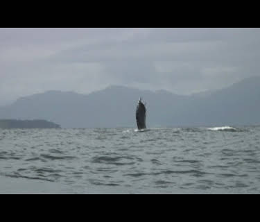 Paddle to Seattle: Journey Through the Inside Passage (2009)