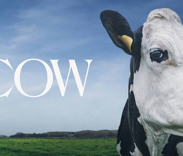 Cow (2021)