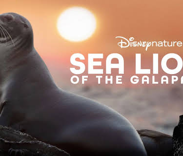 Sea Lions of the Galapagos (2025)