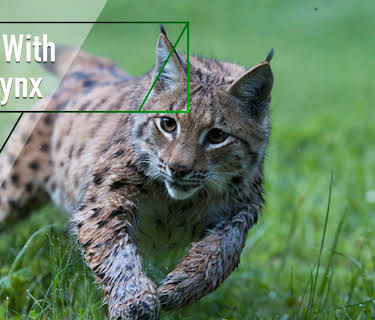 Link with the Lynx (2010)