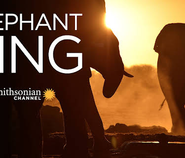 Elephant King (2013)