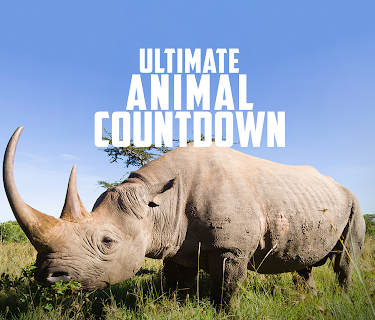 Ultimate Animal Countdown Season 1