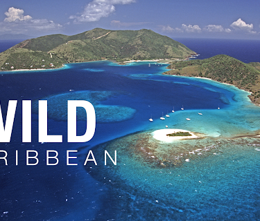 Wild Caribbean