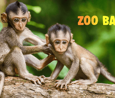 Zoo Babies