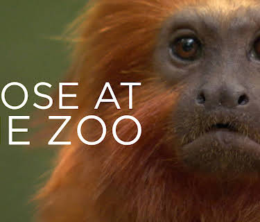 Loose at the Zoo (2007)