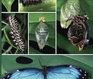 The Story of the Butterfly (2007)