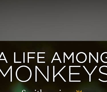 A Life Among Monkeys