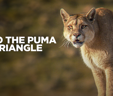 Into the Puma Triangle (2020)