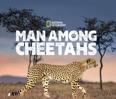 Man Among Cheetahs (2017)