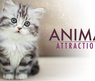 Animal Attractions