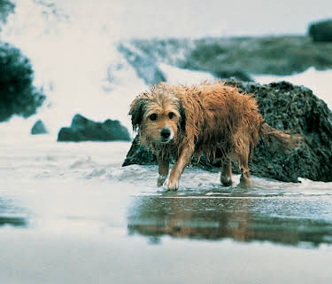 Benji på eventyr (1987)