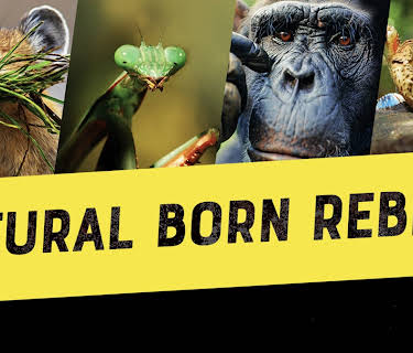 Natural Born Rebels