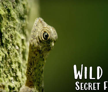 Wild City - Secret Forests (2019)