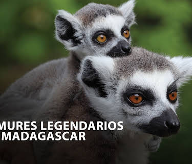 Lemures Legendarios De Madagascar