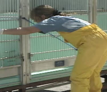 I Witness: Marine Mammals