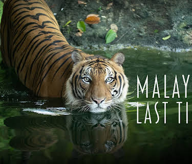 Malaysia's Last Tigers (2021)