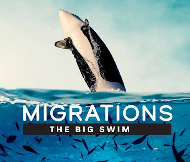Migrations: The Big Swim (2026)
