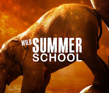 Wild Summer School (2025)
