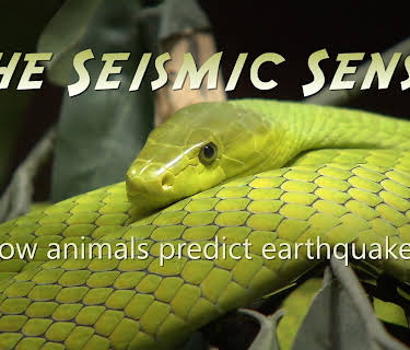 The Seismic Sense - How Animals Predict Earthquakes (2024)