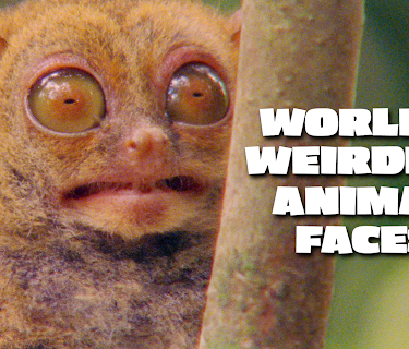 World's Weirdest Animal Faces