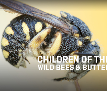 Children of the Sun - Wild Bees & Butterflies