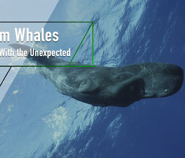 Sperm Whales - Dealing With the Unexpected (2005)