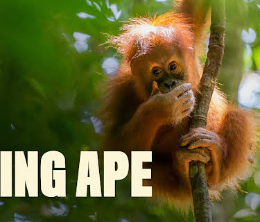 Going Ape