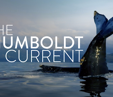The Humboldt Current